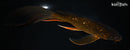 9.75" GINRIN CHAGOI BUTTERFLY