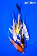 PACK OF (5) 4-5" BUTTERFLY KOI
