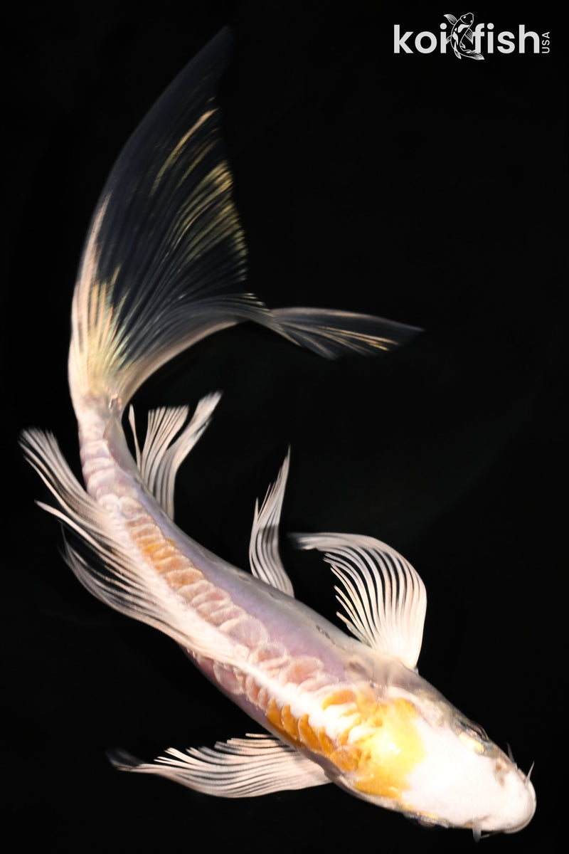 6.5" ARAGOKE LEMON HARIWAKE BUTTERFLY