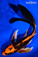 8" ORENJI MATSUBA BUTTERFLY