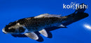 5.25" GINGA