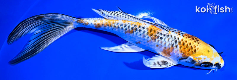 Black Koi Fish for Sale | Koi Fish USA – Page 13