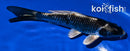 5.25" GINGA