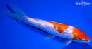 8.25" GINRIN KOHAKU
