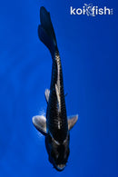 5.25" GINGA