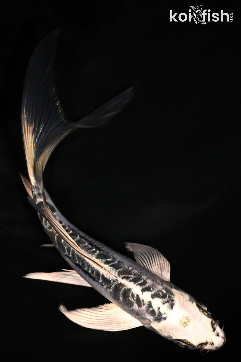 6" ARAGOKE KIKOKURYU BUTTERFLY