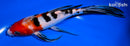 7.75" SANKE BUTTERFLY