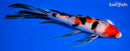 7.75" SANKE BUTTERFLY
