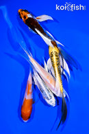 PACK OF (5) 4-5" BUTTERFLY KOI