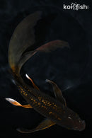 9.75" GINRIN CHAGOI BUTTERFLY