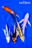 PACK OF (5) 4-5" BUTTERFLY KOI