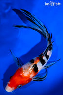 7.75" SANKE BUTTERFLY