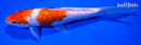 8.25" GINRIN KOHAKU