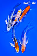 PACK OF (5) 4-5" BUTTERFLY KOI