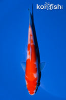 5.5" KOHAKU