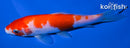 5.5" KOHAKU