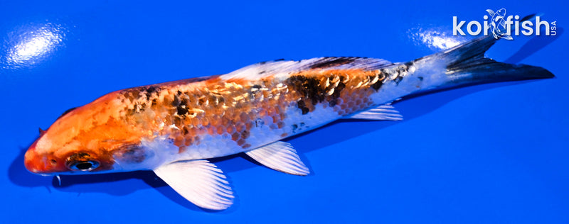 4.75" GINRIN YAMATO NISHIKI