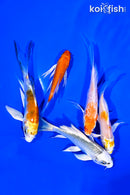 PACK OF (5) 4-5" BUTTERFLY KOI