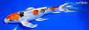 8.25" YAMATO NISHIKI BUTTERFLY