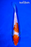 8.25" GINRIN KOHAKU