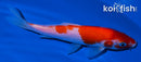 5.5" KOHAKU