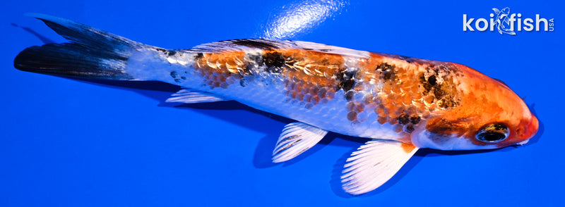 4.75" GINRIN YAMATO NISHIKI