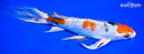 8.25" YAMATO NISHIKI BUTTERFLY