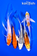 PACK OF (5) 4-5" BUTTERFLY KOI