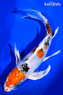 8.25" YAMATO NISHIKI BUTTERFLY
