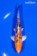 4.75" GINRIN YAMATO NISHIKI
