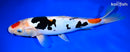11.75" DOITSU MARUTEN SANKE