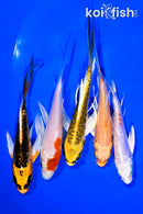 PACK OF (5) 4-5" BUTTERFLY KOI