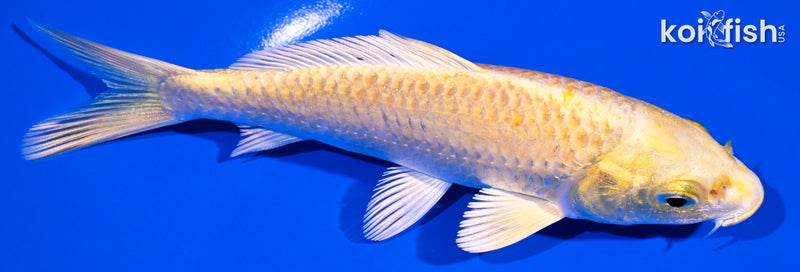 5.5" YAMABUKI OGON