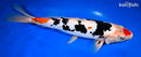 11.75" DOITSU MARUTEN SANKE