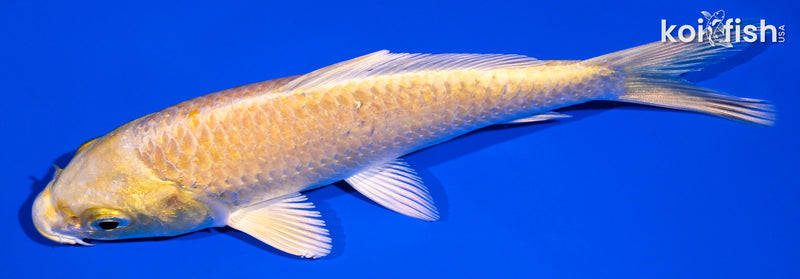 5.5" YAMABUKI OGON