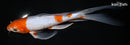 9" OCHIBA SHIGURE BUTTERFLY