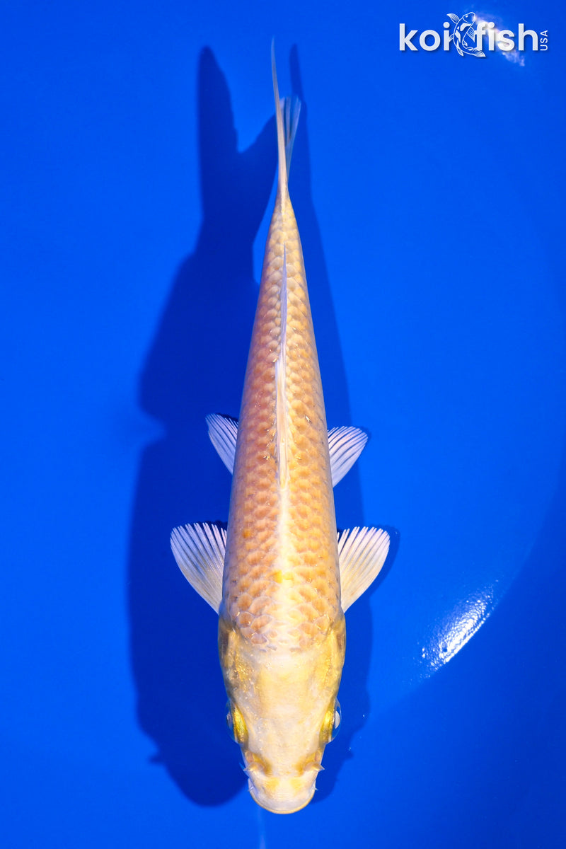 5.5" YAMABUKI OGON