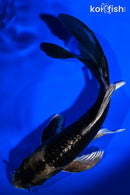 7.5" GINGA BUTTERFLY