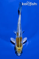 6" KUJAKU