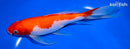 7.75" KOHAKU BUTTERFLY
