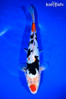11.75" DOITSU MARUTEN SANKE
