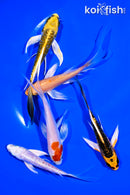 PACK OF (5) 4-5" BUTTERFLY KOI