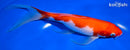 7.75" KOHAKU BUTTERFLY