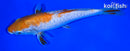 8.75" DOITSU OCHIBA SHIGURE