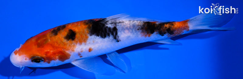 5.25" SANKE
