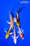 PACK OF (5) 4-5" BUTTERFLY KOI