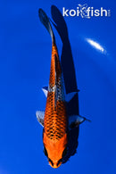 6" KUJAKU