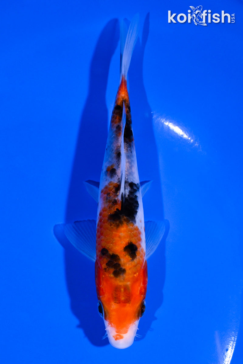 5.25" SANKE