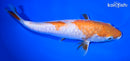8.75" DOITSU OCHIBA SHIGURE