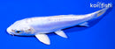 6.25" DOITSU PLATINUM OGON